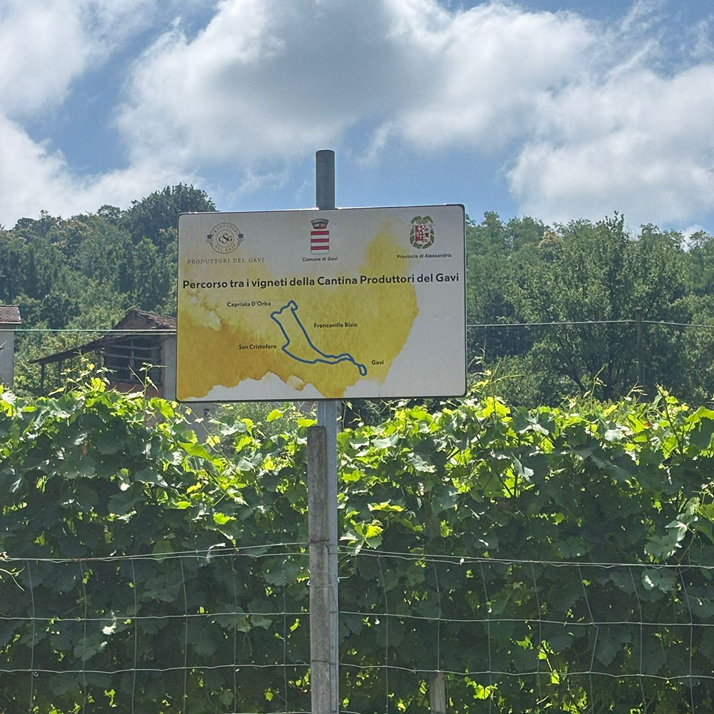 Cartello turistico di persorsi tra i vigneti