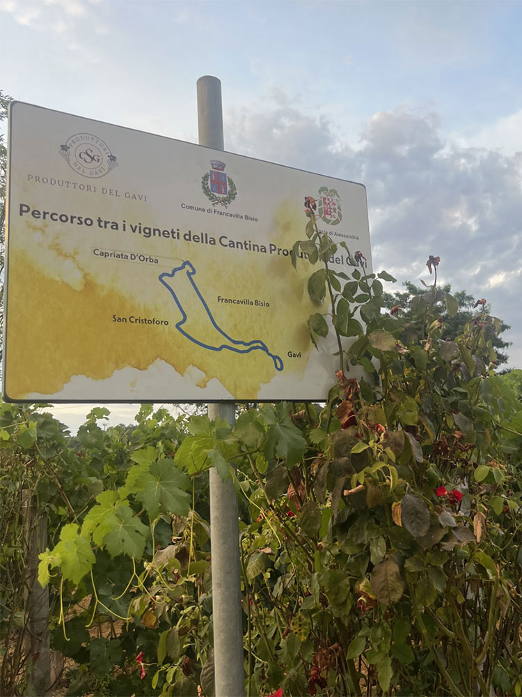 Consorzio produttori del Gavi